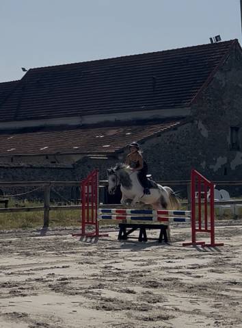 Ruin Franse rijpony PFS Te koop 2022 Schimmel