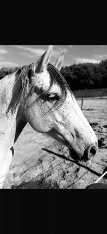 Ruin Lusitano Te koop 2019 Schimmel