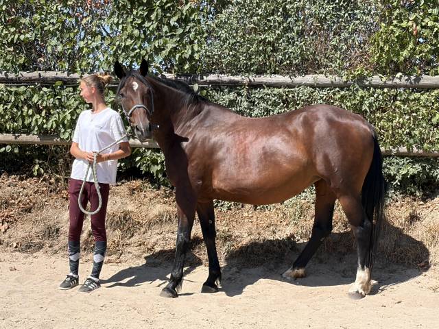 Merrie Franse draver  Te koop 2014 Donker bruin / bai