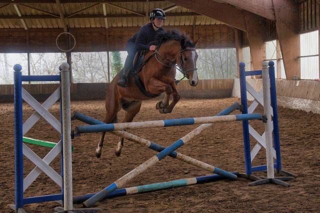 Ruin Franse rijpony PFS Te koop 2022 Donker bruin / bai ,  Eye Catcher de Lourq