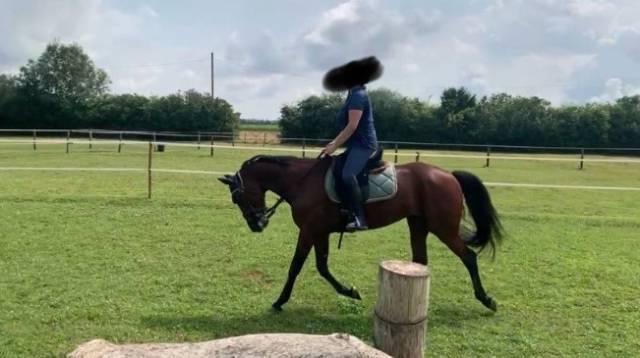 Ruin Franse draver  Te koop 2019 Donker bruin / bai