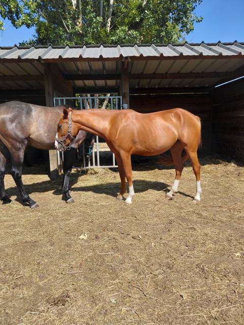 Veulen (vr) Franse rijpony PFS Te koop 2024 Vos ,  Sagami san joyeux