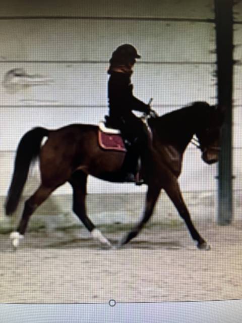 Ruin Franse draver  Te koop 2017 Donker bruin / bai