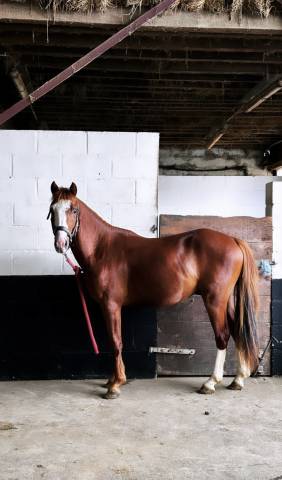 Ruin Franse rijpony PFS Te koop 2024 Vos ,  Dragibus du rouget