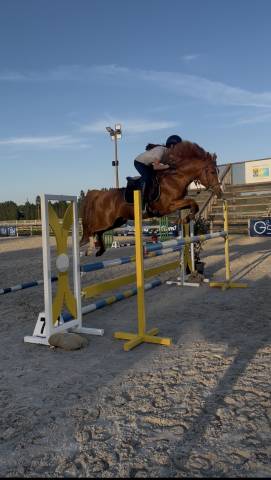 Hengst Franse rijpony PFS Te koop 2021 Vos ,  Vegas des Landelles