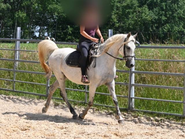 Merrie Arabisch volbloed Te koop 2012 Schimmel