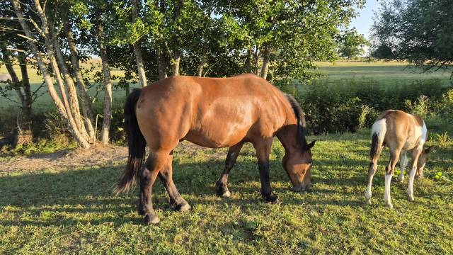 Ruin Cob-Normand Te koop 2023 Donker bruin / bai