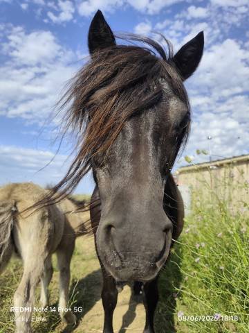 Draagmerrie Shetland Te koop 2008 Zwart