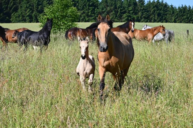Merrie Lusitano Te koop 2015 Isabel