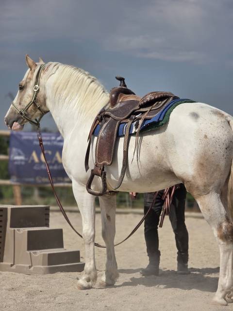 Hengst Quarter Horse Te koop 2020 Palomino