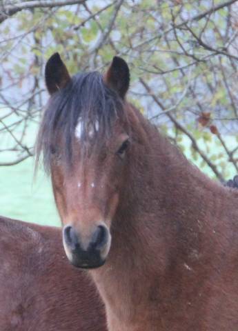 Draagmerrie Welsh Pony (Section B) Te koop 2012 Donker bruin / bai ,  URKOS DES BERTAINES
