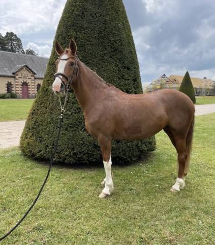 Merrie Franse rijpony PFS Te koop 2019 Vos ,  POPSTAR DES NOUETTES