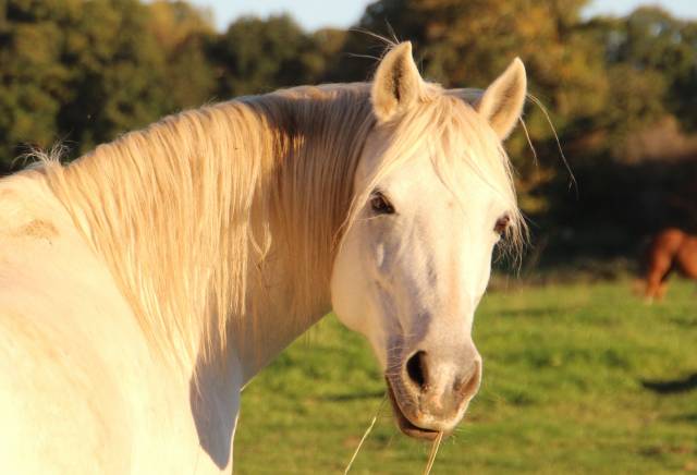 Draagmerrie Welsh Pony (Section B) Te koop 2006 Schimmel ,  Hercule d'audes