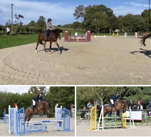 Ruin Franse rijpony PFS Te koop 2016 Donker bruin / bai