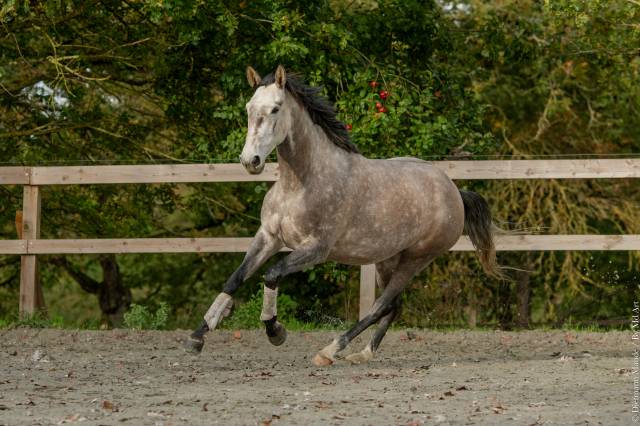 Merrie Lusitano Te koop 2020 Schimmel