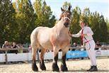 Merrie Ardenner Te koop 2020 Bruinroan ,  vidal du dol