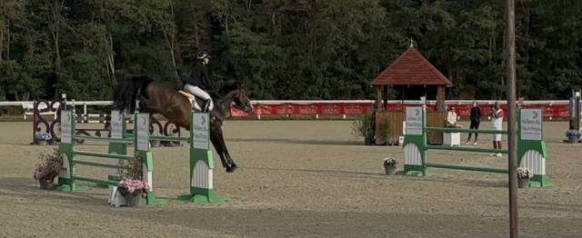 Ruin KWPN Nederlands sportpaard Te koop 2018 Bruin / Bai