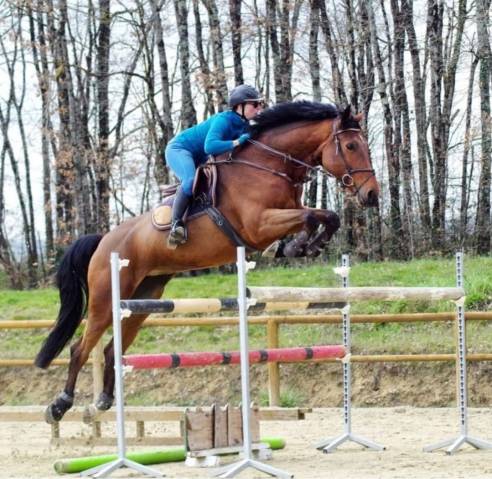 Merrie BWP Belgisch volbloed Te koop 2016 Donker bruin / bai ,  Prince van de Wolfsakker