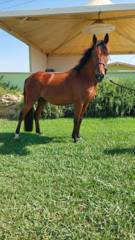 Ruin Andere pony rassen Te koop 2017 Donker bruin / bai