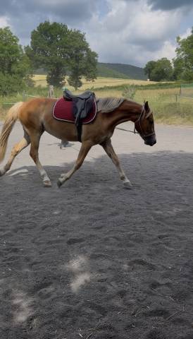 Merrie New Forest Te koop 2024 Vos ,  Talan du Vasset