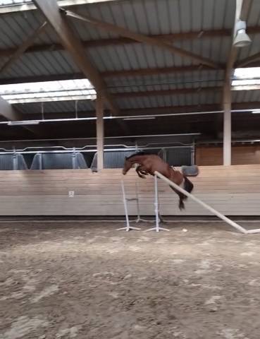 Ruin Franse rijpony PFS Te koop 2022 Donker bruin / bai ,  PEPS DOMAIN