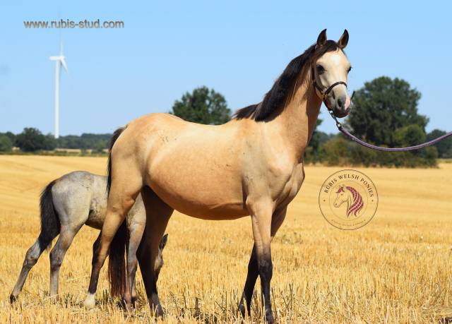 Merrie Welsh Pony (Section B) Te koop 2023 Isabel