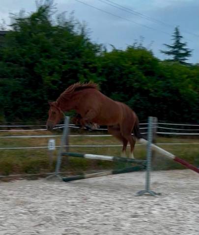 Ruin Franse rijpony PFS Te koop 2023 Vos ,  Crunch du sottier