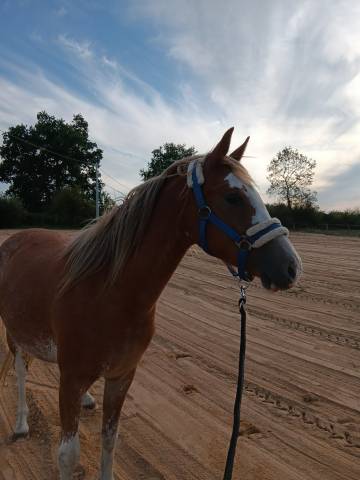 Veulen (vr) Welsh Partbred Te koop 2024 Vos ,  brynbella golden boy
