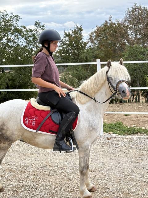 Ruin Welsh Pony (Section B) Te koop 2022 Schimmel