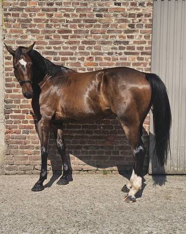Ruin Halfbloed Te koop 2022 Bruin / Bai ,  EMERALD