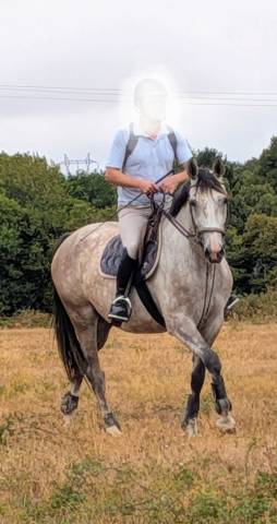 Merrie Selle Fran&ccedil;ais Te koop 2022 Schimmel ,  chacco white