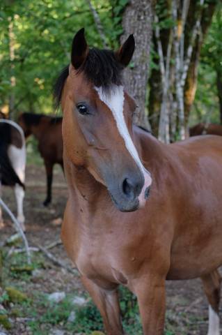 Merrie Franse rijpony PFS Te koop 2021 Donker bruin / bai