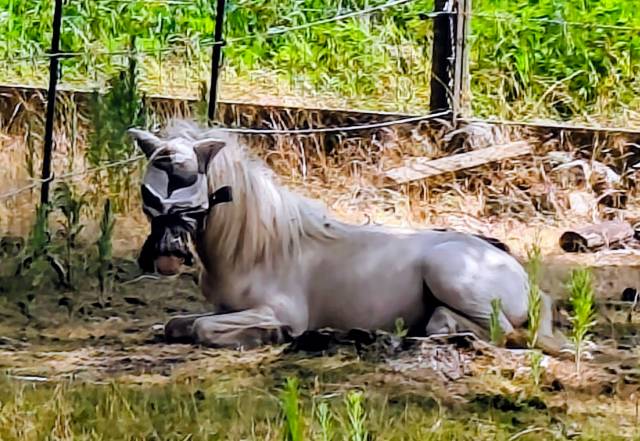 Veulen (ml) Andere pony rassen Te koop 2025 Cr&egrave;me