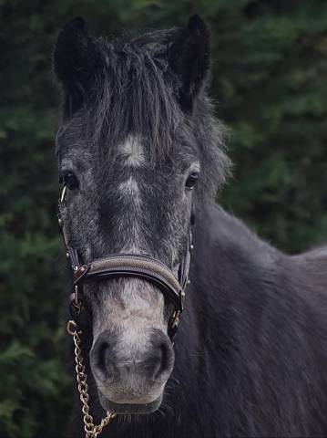 Merrie Connemara Te koop 2023 Schimmel
