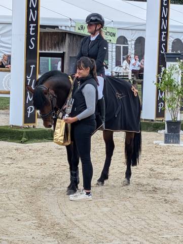 Dekhengst Franse rijpony PFS Te koop 2019 Bruin / Bai