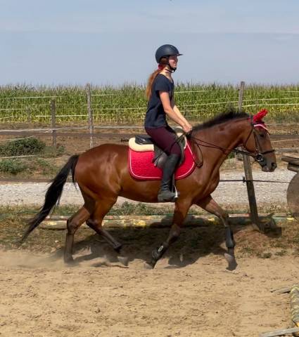 Ruin Ras onbekend Te koop 2019 Donker bruin / bai