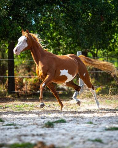 Hengst Paint Horse Te koop 2024 Overo ,  Ndjoyjessieenterprise