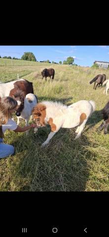 Veulen (ml) Shetland Te koop 2026 Overige kleuren