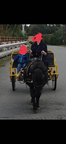 Dekhengst Shetland Te koop 2022 Zwart