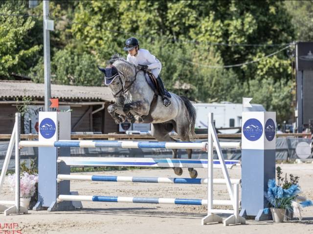 Ruin Selle Fran&ccedil;ais Te koop 2019 Schimmel