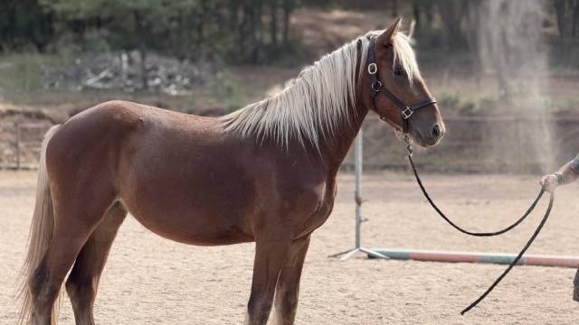 Merrie Bekend ras Te koop 2024 Lichte manen en staart