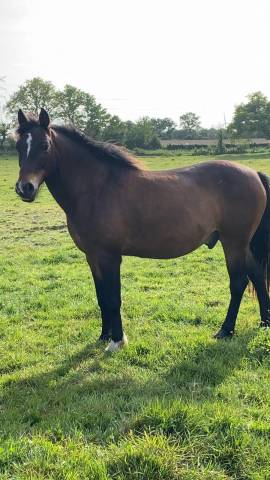 Ruin Franse rijpony PFS Te koop 2013 Bruin / Bai