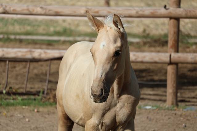 Veulen (ml) Zangersheide Te koop 2026 Palomino ,  Silverlinnings St georges