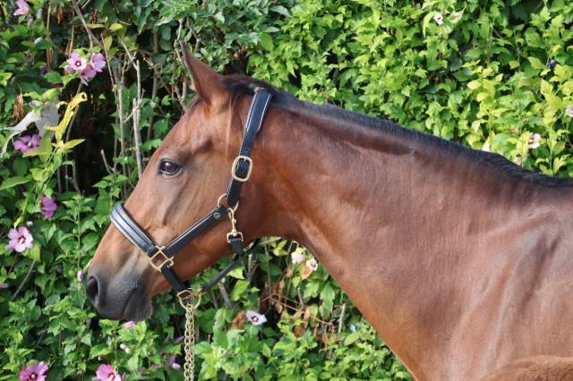 Merrie Selle Fran&ccedil;ais Te koop 2016 Donker bruin / bai ,  READY BOY DES FORETS