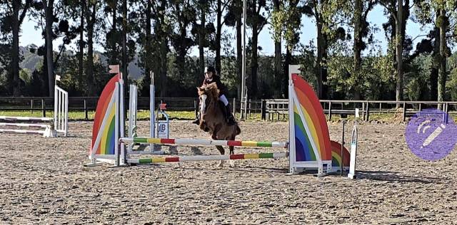 Ruin Welsh Pony (Section B) Te koop 2012 Vos