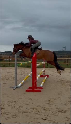Ruin Franse rijpony PFS Te koop 2020 Donker bruin / bai