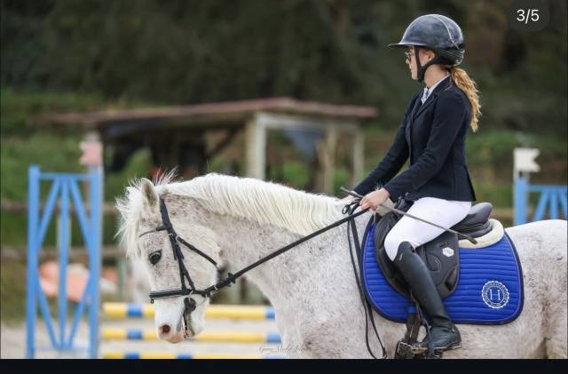 Ruin Javaans paard Te koop 2016 Schimmel