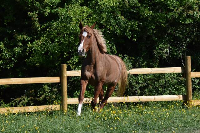 Merrie Franse rijpony PFS Te koop 2015 Vos ,  systeme d'argent