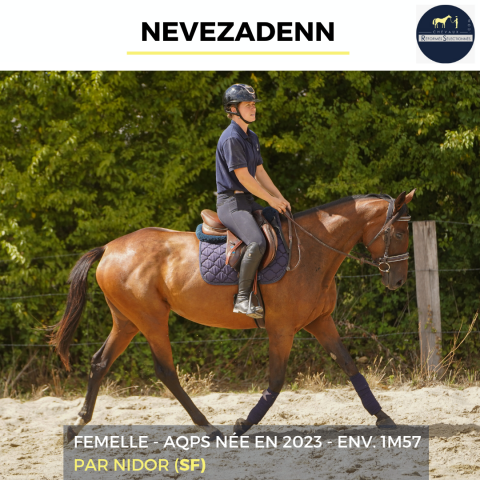 Merrie Autre Que Pur-Sang (Geen volbloed) Te koop 2023 Donker bruin / bai