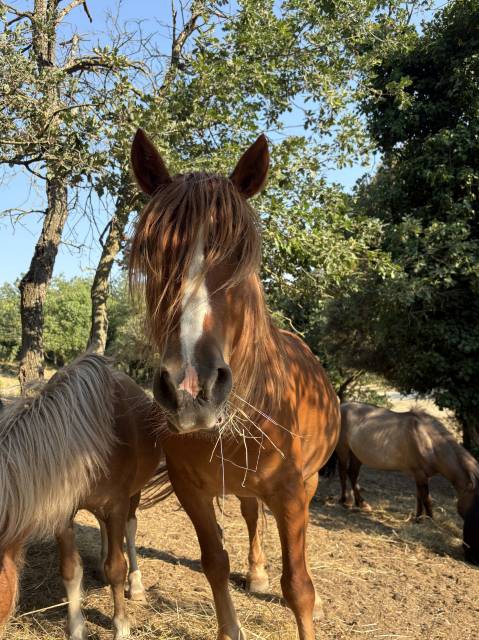 Merrie Andere pony rassen Te koop 2015 Vos